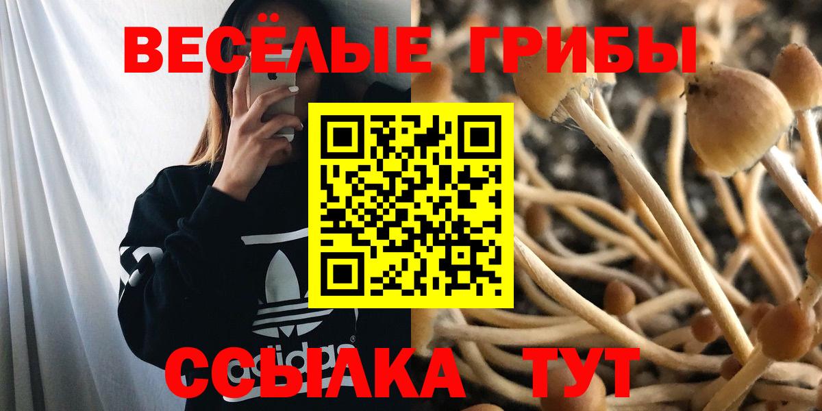 Галлюциногенные грибы Psilocybe Бузулук